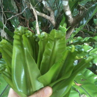 沖縄酒場SABANI_1