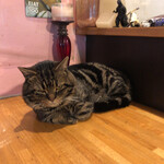 カレー独歩ちゃん - 