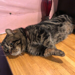 カレー独歩ちゃん - 