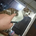 伊勢屋酒店 - タケノコと言う名の猫(Ｔ1号宅)