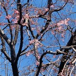 Ghar - ダイビル本館前の桜