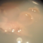 車力門 ちゃわんぶ - アップ　ハマグリ汁物