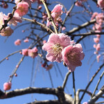 Cafe Restaurant KANAU - 麓に咲く梅
