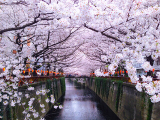 Nakameguro Kakiiredoki - 目黒川の桜、散策の拠点の1つは中目黒。今年もお花見シーズンがやって来ました！