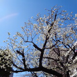 煮干し中華そば 一剣 - 谷端川暗渠の桜ー枝がかなり切られてる