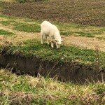 ふたばカフェ - 裏の畑にヤギがいる