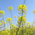 ラーメン二郎 - 菜の花