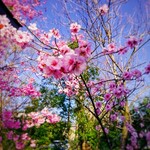 クリケット - レビューとは関係ありませんが、平野神社の桜