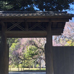 Tonki - 六義園の枝垂れ桜