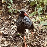 ザ・ひらまつ ホテルズ＆リゾーツ 宜野座 - 絶滅危惧種ヤンバルクイナ。