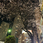 Nishinippori Sakaba Kushimaru - 日暮里の桜...、ぼっーーっと、眺めれば、降り落ちる雪のよう...