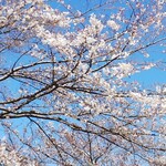 松のや - 桜