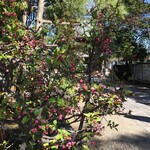 信川円 - 境内の蕾