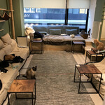 カピねこカフェ - 