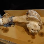 一条流がんこ総本家分家四谷荒木町 - 牛骨のオブジェ