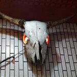 一条流がんこ総本家分家四谷荒木町 - 