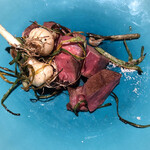 ろっかん - 森のジビエとのびる