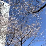 Taishuu Izakaya Toriichizu - 中野通りの桜