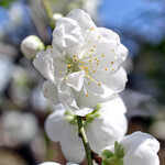 ながや - ながやさんの駐車場で咲いてます