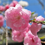 ながや - 今が見頃ですよ～