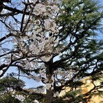 Genshiyaki Nihonshu Ame Nochi Hareruya - お店近くの桜