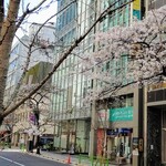 日本橋 長門 - さくら通りの桜も開花していました