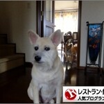 デュ・ヴァン・ハッシシ - 