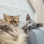 CAT CAFE MOCHA - 