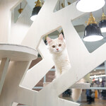 CAT CAFE MOCHA - 