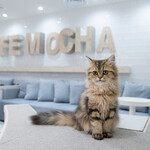 CAT CAFE MOCHA - 