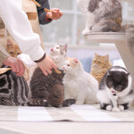 CAT CAFE MOCHA - 