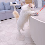 CAT CAFE MOCHA - 