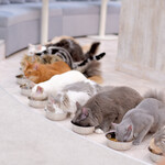 CAT CAFE MOCHA - 