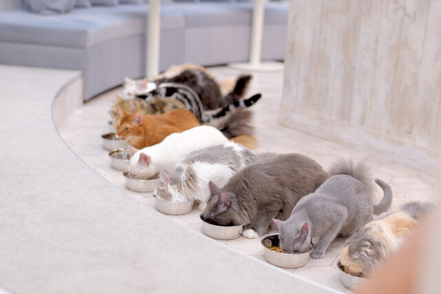 猫カフェ Mocha 町田ジョルナ店 Cat Cafe Mocha 町田 その他 食べログ 猫カフェ Mocha 町田ジョルナ店 Cat Cafe Mocha 町田 その他 食べログ