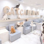 CAT CAFE MOCHA - 