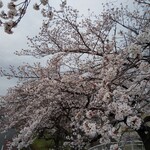 PIZZETTO - 今年も咲きました国立の桜（3月くもり、、）コロナで何となく心もくもり気味ですが、来年は普通に楽しめますように