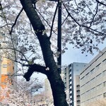 AMOUR - 明治通り