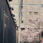 AMOUR - 左の黒いフェンスがお店です。
      奥は明治通りの桜*\(^o^)/*