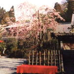 こい茶屋 - お店にあった写真を写真に撮りました