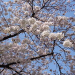 ふじ - いつまでもつか？