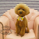 やしろ食堂 - 可愛くなりました！