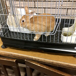 すき焼･鍋物 なべや - 新ペット うさぎちゃんもいたよ！