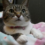 松伯亭あづま荘 - 白いふわふわ胸元とまんまるおめ目がチャームポイントです