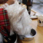 DOG DEPT.+CAFE Karuizawapurinsuten