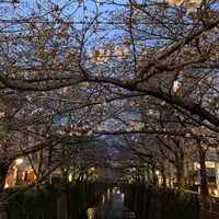 焼鶏あきら 中目黒本店 - 