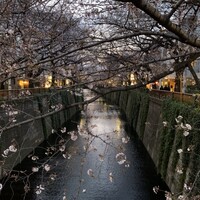 焼鶏あきら 中目黒本店 - 