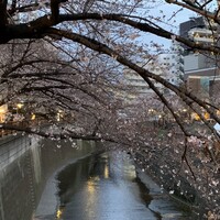 焼鶏あきら 中目黒本店 - 