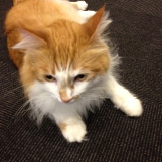 口コミ一覧 : 猫カフェ きゃりこ 新宿店 （calico） - 新宿西口/その他