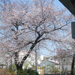 ラーメン二郎 - 並びから見える桜