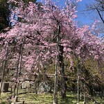 紅松庵 - 唯一咲いてた桜
